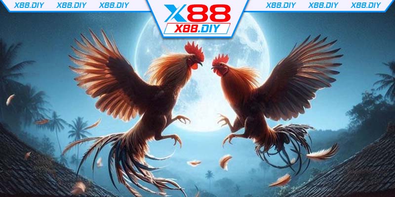 suc-hut-manh-me-cua-dau-truong-da-ga-cua-sat-thomo